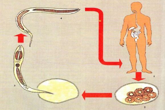 Life cycle of parasite development