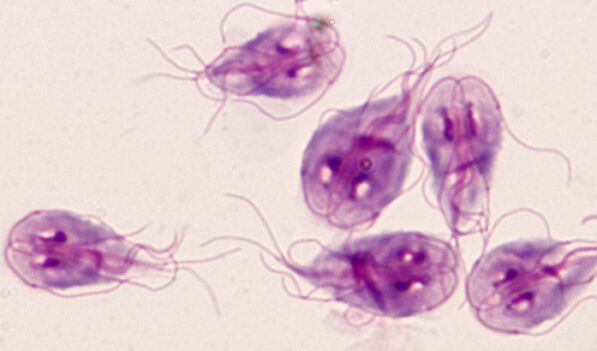 The simplest lamblia parasite in the human body