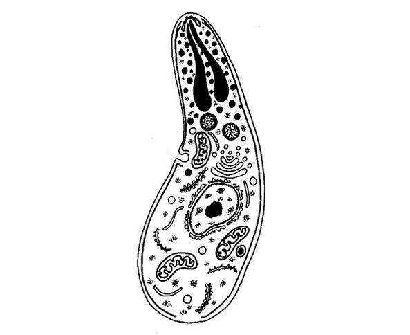 protozoan parasite