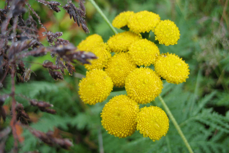 tansy for deworming