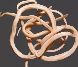 Cylindrical worm